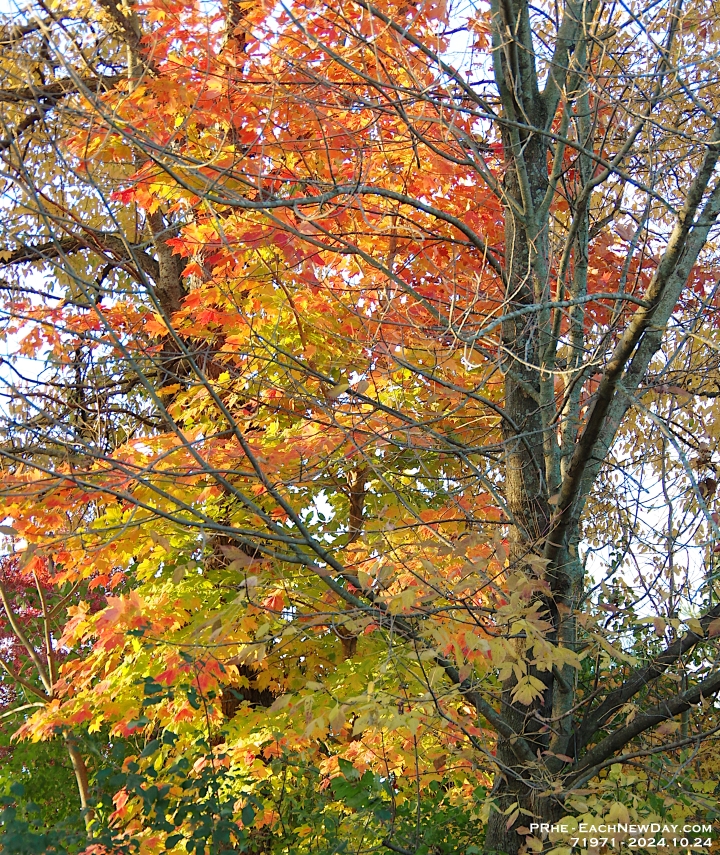 71971CrLeUsm - Walking with Chester in Clayt French Park